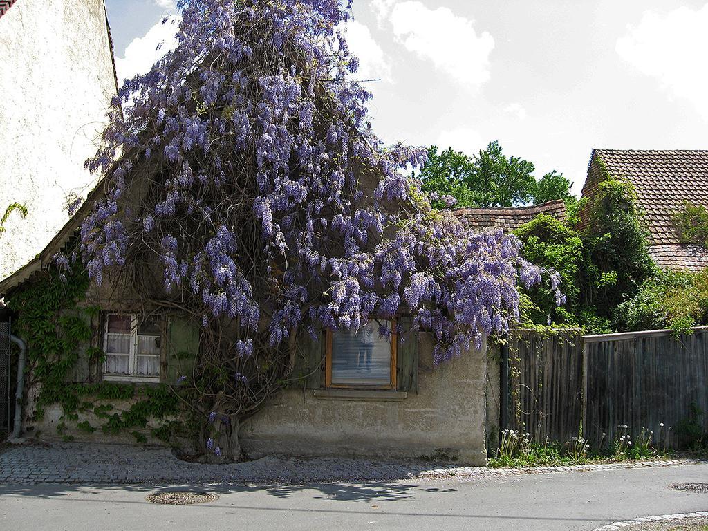 Die Sprachpension - The Language Guesthouse Vogtsburg im Kaiserstuhl Extérieur photo